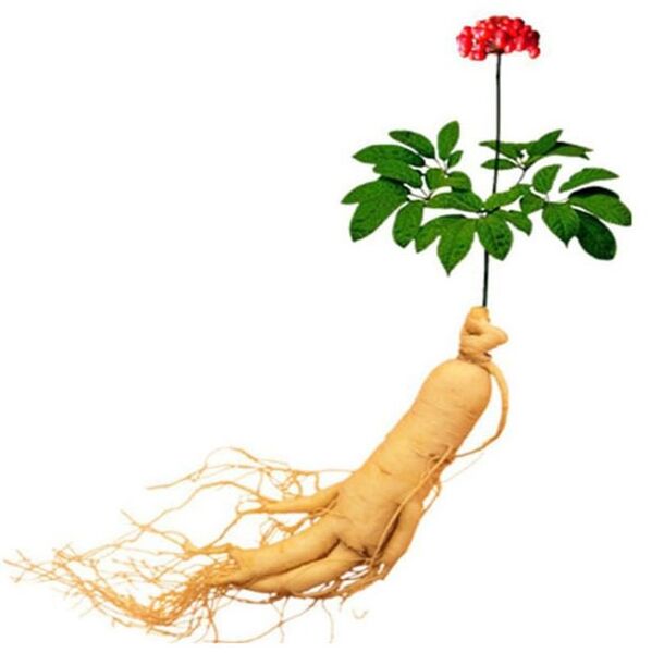Ginseng gyökér az xtrazexben (1)