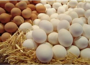 tojások a hatékonyság érdekében