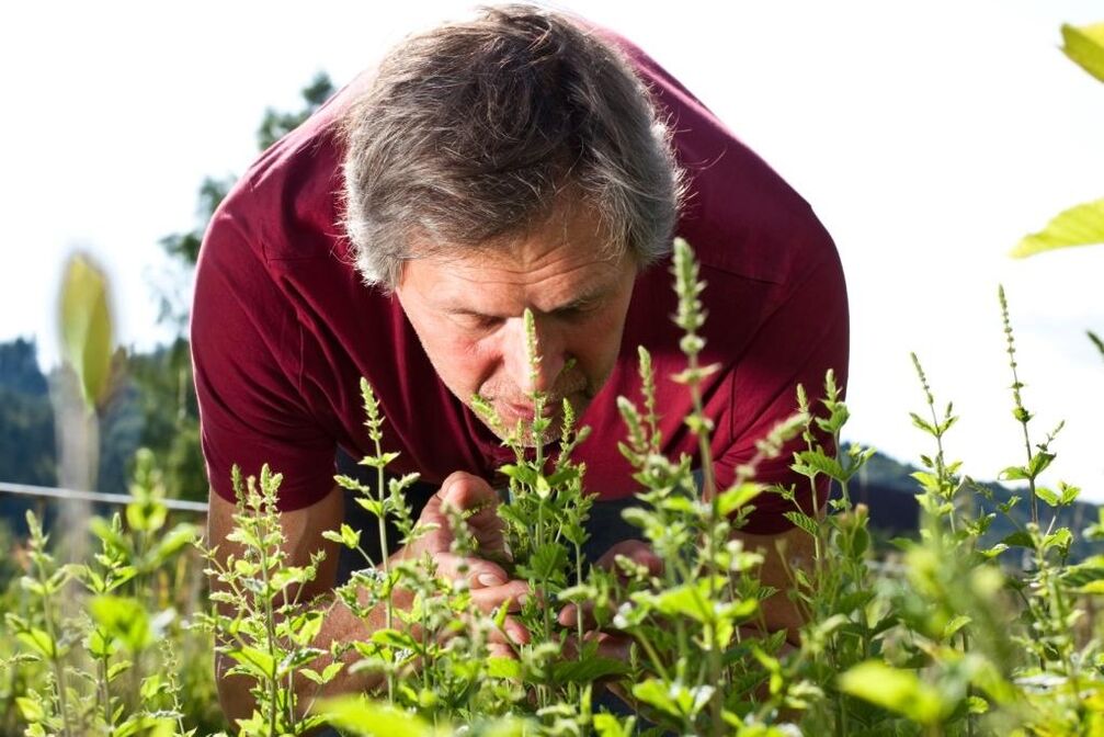 Különféle növények segítenek helyreállítani a férfi erőt