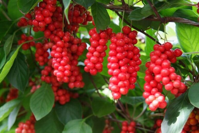 Schisandra a potencia növelésére